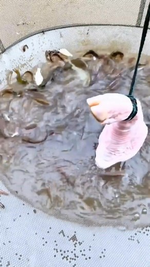 1.7M views · 4.2K reactions | #reels #fbreels #virals #amazing #wow #fish #ikan #fishing #mancingmania #udang #world #chatfish #mancingmaniamantap #pancing #angler #animal #hewan #bigfish #toman #tomanmonster #bird #ell #sibolang #jejakpetualang #reelsindonesia | Animea | Facebook