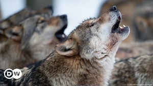 Germany's wolf population has exploded