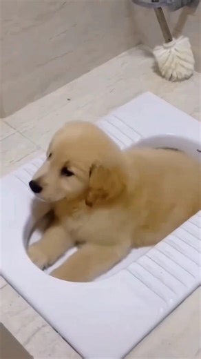 Funniest moments ! Golden Retriever Puppy. #shorts