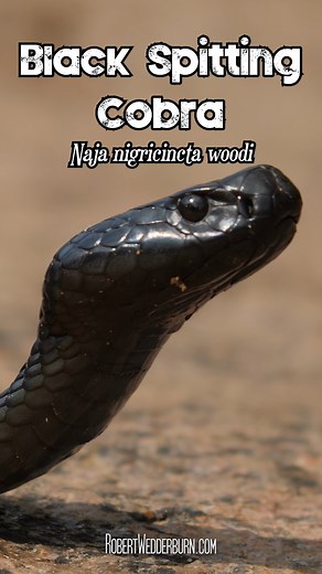 🐍 Black Spitting Cobra (Naja nigricincta woodi) 🐍 #snakes #venomous #herpetology #ReptileKeeper #wildlifephotographer #wildlifeaddicts #wildlifelovers #wildlife #wildlifeplanet #wildlifeonearth #wildlifephotography #wildlifephoto #wildlifeconservation #snakes #snake #snakelife #snakebites #snakebreeder #snakesofinstagram | Robert Wedderburn Productions