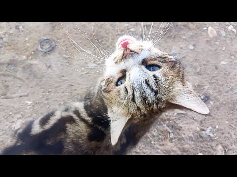 My meow meow cats kittens cat | meowing meow cats | cat meowing meow