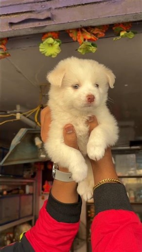 Pomeranian dog 🐕😘🤗 #shorts #vlog #minivlog #dog