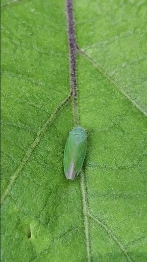 Leafhopper - no species identification.
