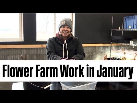 January on the Flower Farm : cut flowers : tulips : ranunculus : seed savings : dahlia tubers