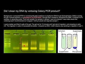 How to avoid shearing of DNA and Smearing of bands