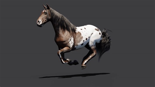 Appaloosa Run cycle