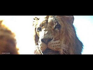 The Lion King 2019 and 1994 Mufasa Death Scene