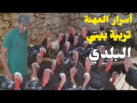 All the secrets of raising local baby turkeys