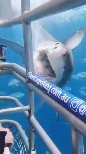 Understanding Shark Species: Safe vs. Dangerous Types