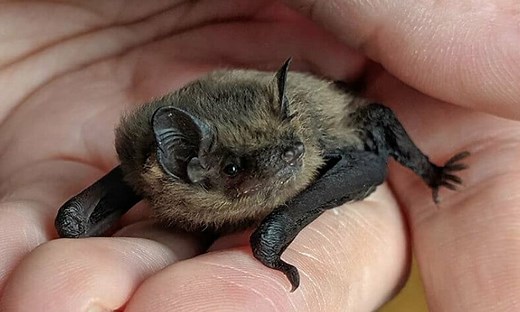 Top 200 Best Names for Pet Bats