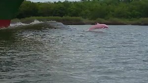 Rare pink dolphin nicknamed 'Pinky' spotted off Louisiana coast