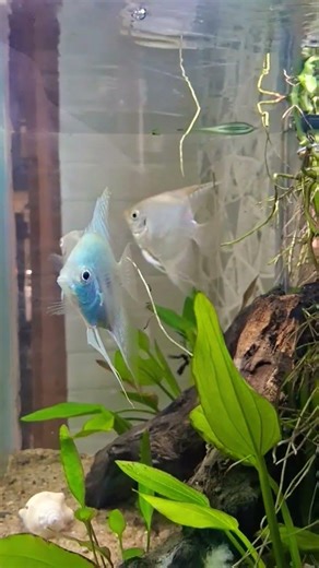 beautifull Angel fish tank setup #aquariumfishmarket #exoticaquariumfish