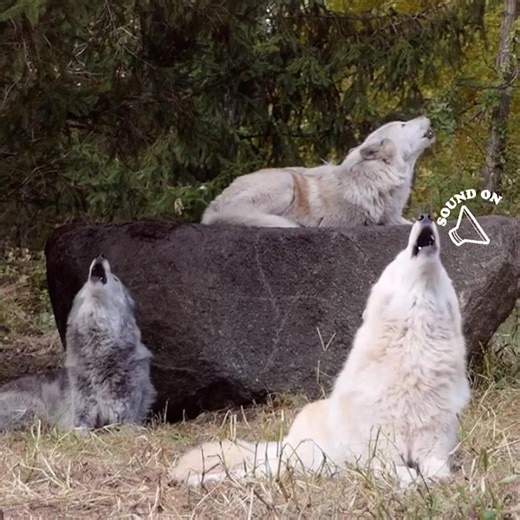 Wolves Howling in Action - Share Your Pet's Reaction