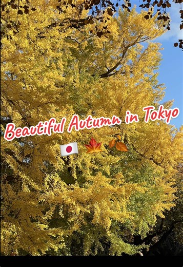 Beautiful Autumn in Tokyo! Leaves on trees are slowly turning from green to yellow. #Tokyo #Japan #Shinjuku #新宿