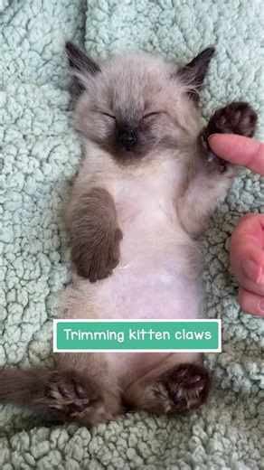 Positive Ways to Trim Kitten Claws | Cat Video