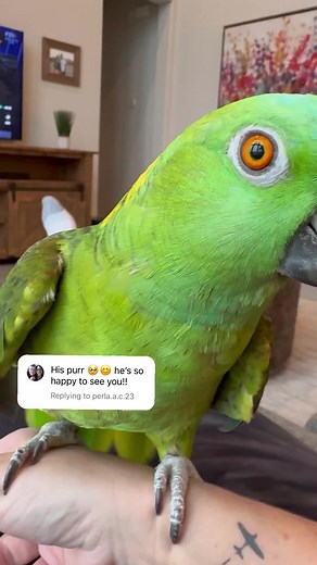 Jen Greenberg (@the_green_bird_brigade)’s videos with original sound - Jen Greenberg