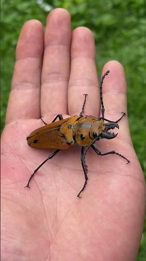 The growth process of longhorn beetles and robber flies