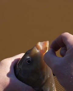 Matrix X hook range 🪝 Following on from the launch of the MX range of hooks in 2022 Matrix worked with their consultants to develop this brand-new range of hooks. The improved range is now manufactured in Japan to ensure the hooks are stronger and sharper than anything they have ever produced before! #matrix #fishmatrix https://hookedtackle.co.uk/coarse/terminal-tackle/hooks-ready-rigs/ | HOOKED TACKLE