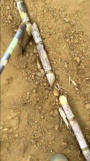 サトウキビ挿し穂の植え付け作業工程