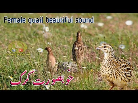 Female quail sound | Madi batair ki awaz | Mada batair ki awaz | Bater ki awaaz ,Bedananing ovozi