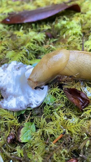Hungry Banana Slug Munching on a Mushroom