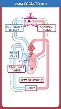 Structure of the Heart - How Blood Gets Around the Body #biology #highschool #gcse