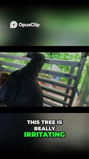 Ouch! Extreme Tree Felling Mishaps & Funny Fails!