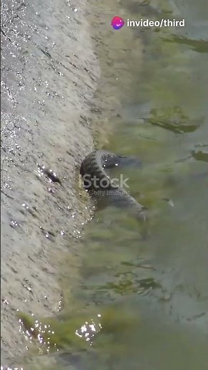 Fish Eaters: The Diet of Sea Snakes