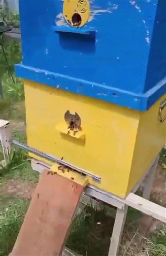 Taranov Method: An Effective Way to Control Swarming Without Bee Losses