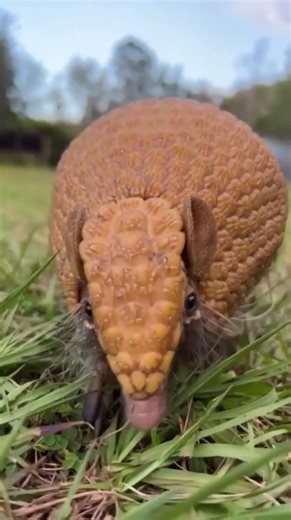 Amazing Armadillo – Nature's Living Armor | Cute & Fascinating Wild Animal