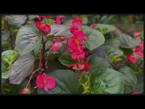 A close-up of the beautiful flower