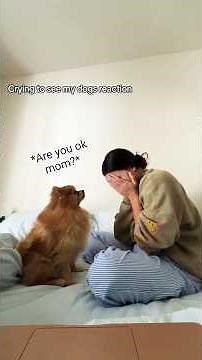 ✨Dogs React When You Cry 🥺🐾 Heart-Touching Moments!