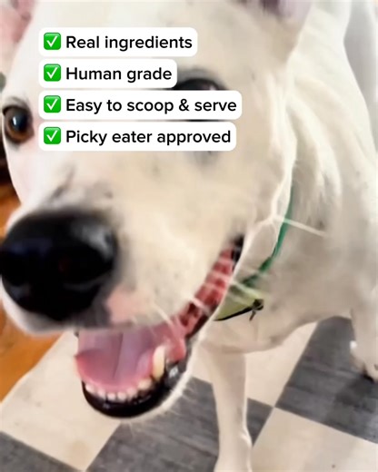 “Mom… can you PLEASE send the good stuff?” Yep, even your dog knows the difference. | The Honest Kitchen