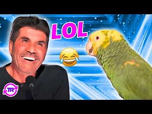 CRAZIEST Animal Acts You'll NEVER See Coming! 😱