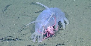 Young king crabs found hitchhiking on sea pigs • MBARI