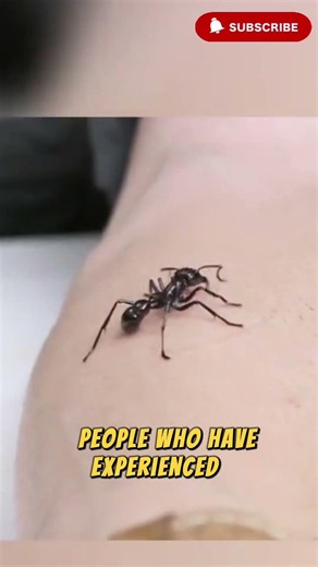 This Ant Has the Most Painful Sting in the World😳 #animals #wildlife #facts