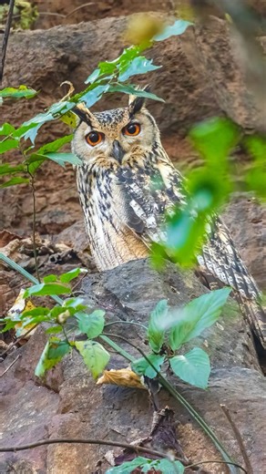 Winter is for birding #wildlife #birdspotting #canon #birds #birdingparadise #birdwatch #bird
