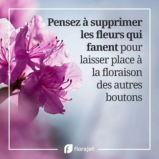 Comment entretenir l'Azalée ? par Florajet