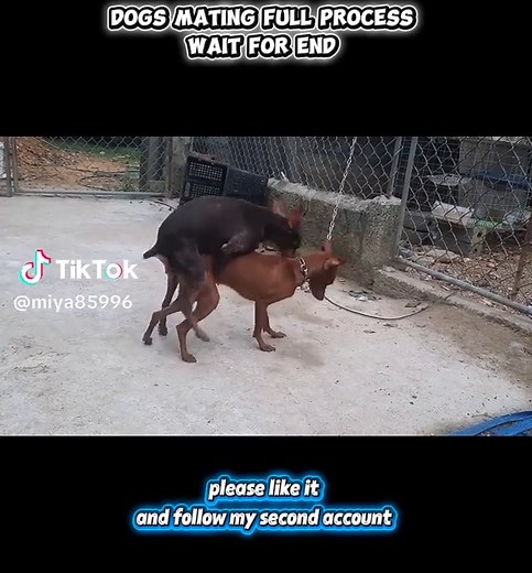 Complete Guide to Dog Mating and Breeding Process