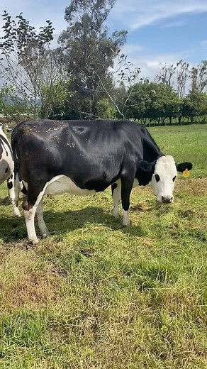 Simmental x Holstein, un cruzamiento que nos aporta longevidad, fertilidad y más leche en vida del ejemplar con respecto a una lactancia de una vaca Holstein Pura. Felicitaciones a nuestro asociado Inversiones El Ensueño por el gran trabajo que está realizando en su ganadería👏🏻. | Asosimmental-Simbrah