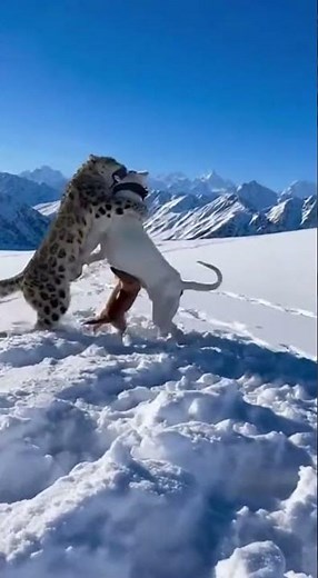 Wild Snow Leopard Attack in Deep Snow - Incredible Interaction! ❄️