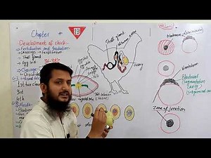 morulla | blastula | biology urdu/hindi, MDCAT lecture, Ch#19 | Lecture#09