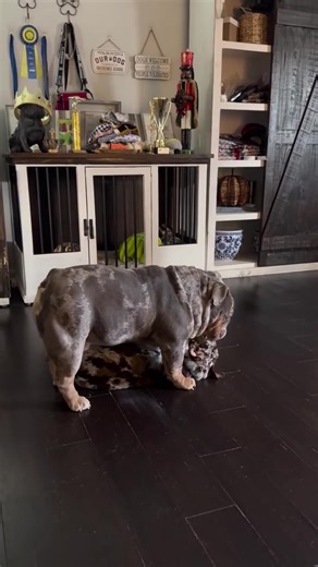 English Bulldog Care Tips and Fun Activities