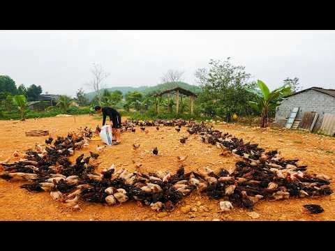 Inside a Massive Free-Range Chicken Farm