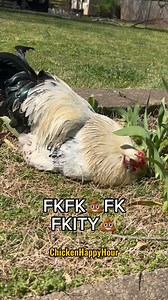 62K views · 6K reactions | Frankie’s PSA Song for Monday 﫠 #chickens #funnyreels #rooster #chickensofinstagram #chickenhappyhour | Chicken Happy Hour | Facebook