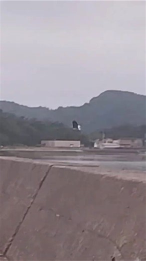 アオサギが樋島港の防波堤を越えて、対岸の高戸町へ飛び去った。 #オリジナル曲 #アオサギ