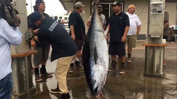 Anglers hook record-breaking bluefin tuna off San Clemente coast