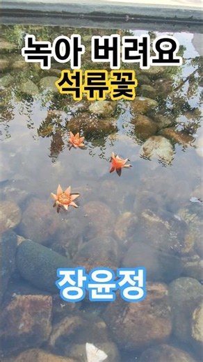#장윤정 녹아버려요#녹아버려요 장윤정#석류꽃 낙화#낙화유수#석류효능#바람에실려#배나무 숲카페