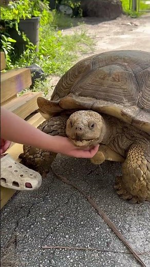 Beast! The biggest, Best Tortoise on YouTube!