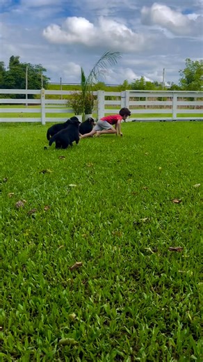 Their best moments always ready to play 🥰 #bernesemountaindogsforadoption | Bernese Mountain Dogs For Adoption
